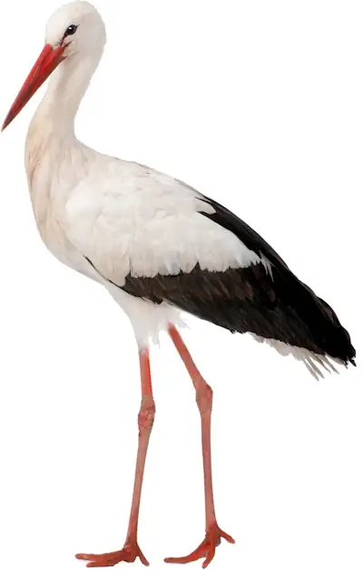 L'oiseau cigogne